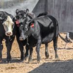 41427727_10213516351568066_785028259732520960_o